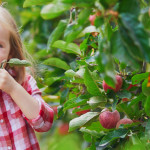 Johnny Appleseed Country Apples