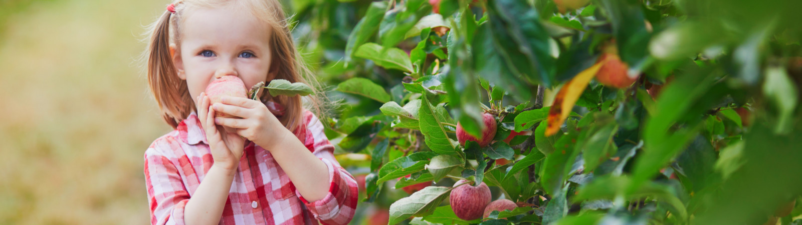 Johnny Appleseed Country Apples