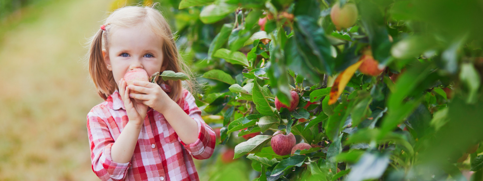 Johnny Appleseed Country Apples